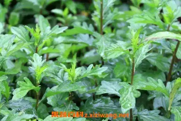 鱼鳅串的功效与作用及药用价值