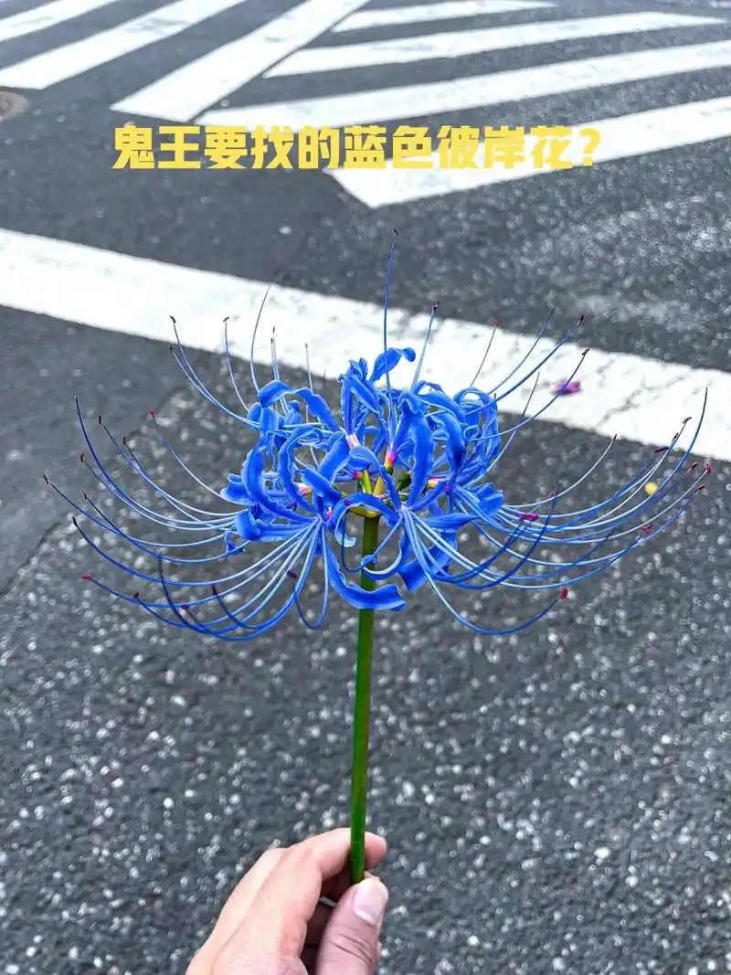 他怕是也被种草笔记骗了吧,哪有蓝色的彼岸花啊,图36615是原图