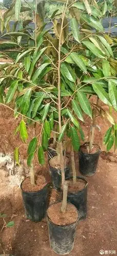 泰国金枕榴莲树苗嫁接金枕头榴莲苗榴莲果树苗南方种植果苗