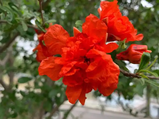 石榴花去看花41成熟的美丽富贵人丁兴旺