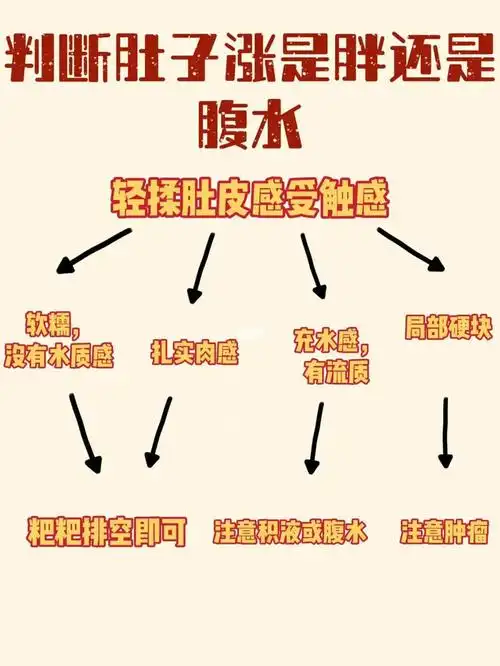 猫咪腹部胀,是腹水?传腹?可能是粑粑93