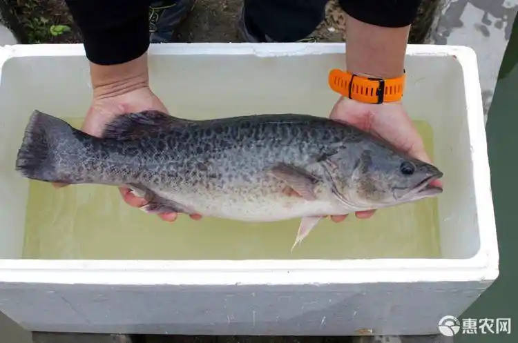 澳洲龙纹斑 2021热销 墨瑞鳕苗 澳洲鳕鱼苗 龙纹斑鱼 淡水石斑鱼苗