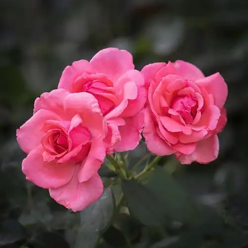 【月季花(21720)摄影图片】生态摄影_太平洋电脑网摄影部落