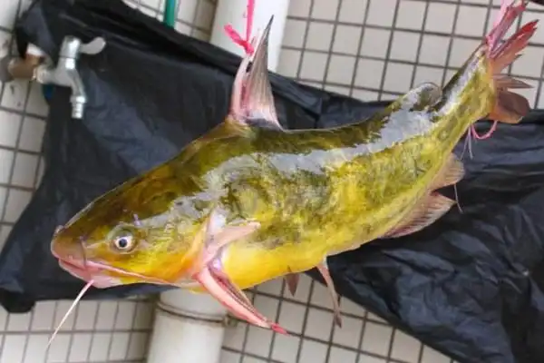 黄颡鱼池塘主养高产养殖技术要点