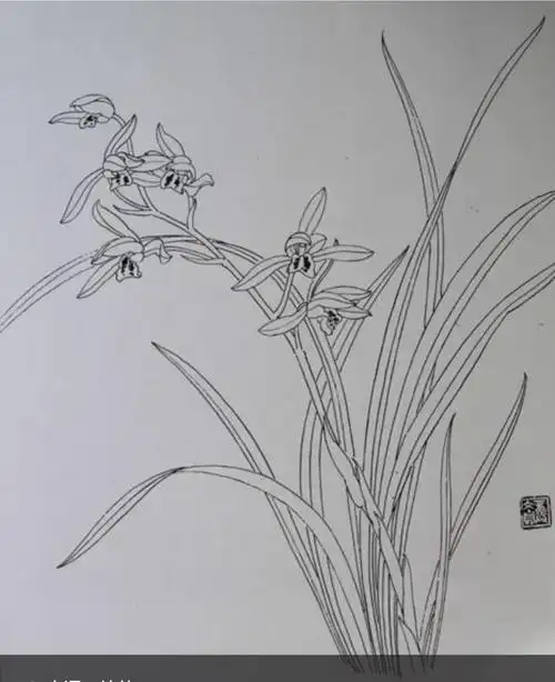 画牡丹资料(一)