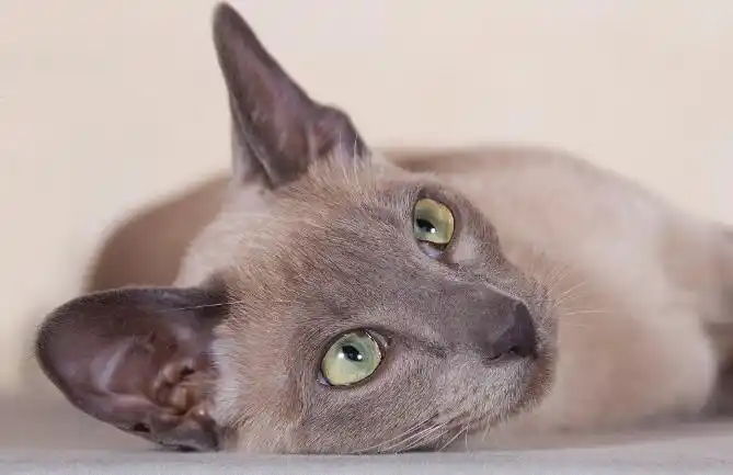 东奇尼猫和暹罗猫区别 - 萌宠来了