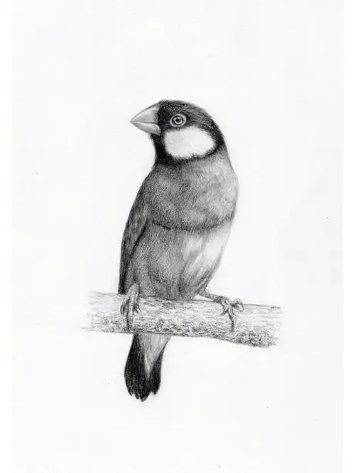 素描写实动物鸟类