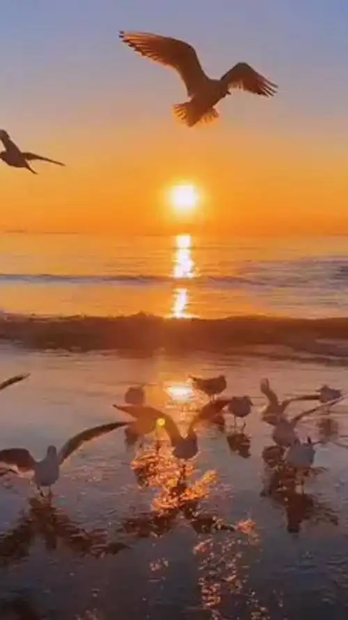 清晨第一缕阳光 #海边日出 #治愈系风景