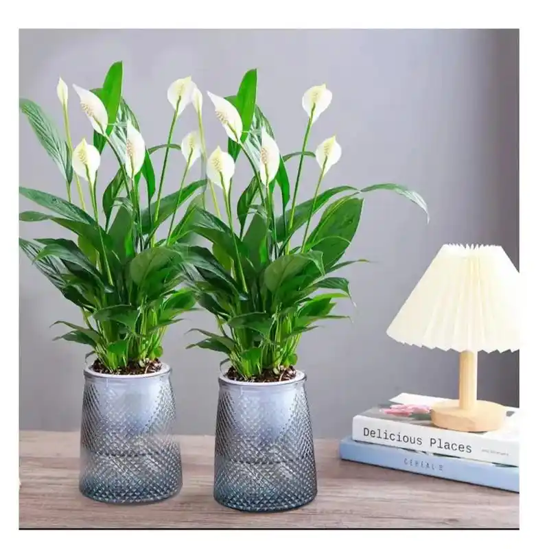 白掌 一帆风顺 白鹤芋 #水培植物#净化空气#吸甲醛#花卉绿 - 抖音