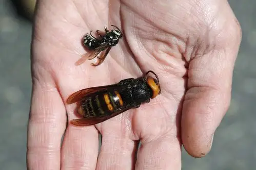first murder hornet to be captured in washington trap found
