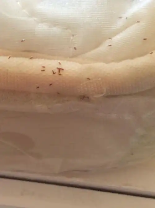 床垫长虫子图片
