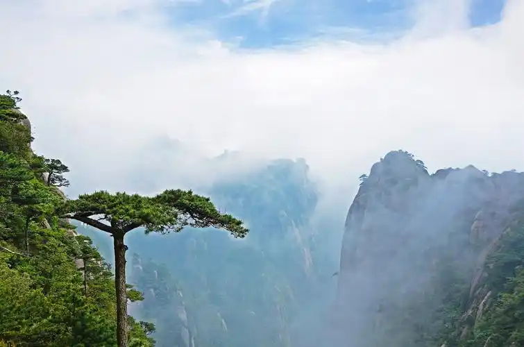 青松挺且直 - 自然类-摄影大赛2016 - 国家地理中文网