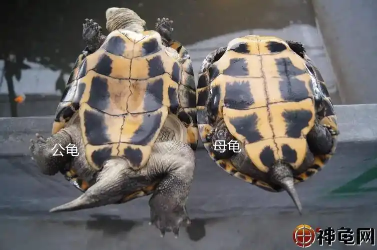 南石为例5看准确辨别龟类性别