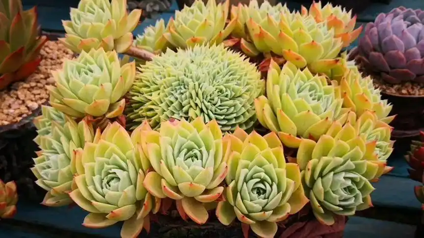 云之南多肉园:缀化造型独一无二的三色堇.还是迷人的果冻色哦!