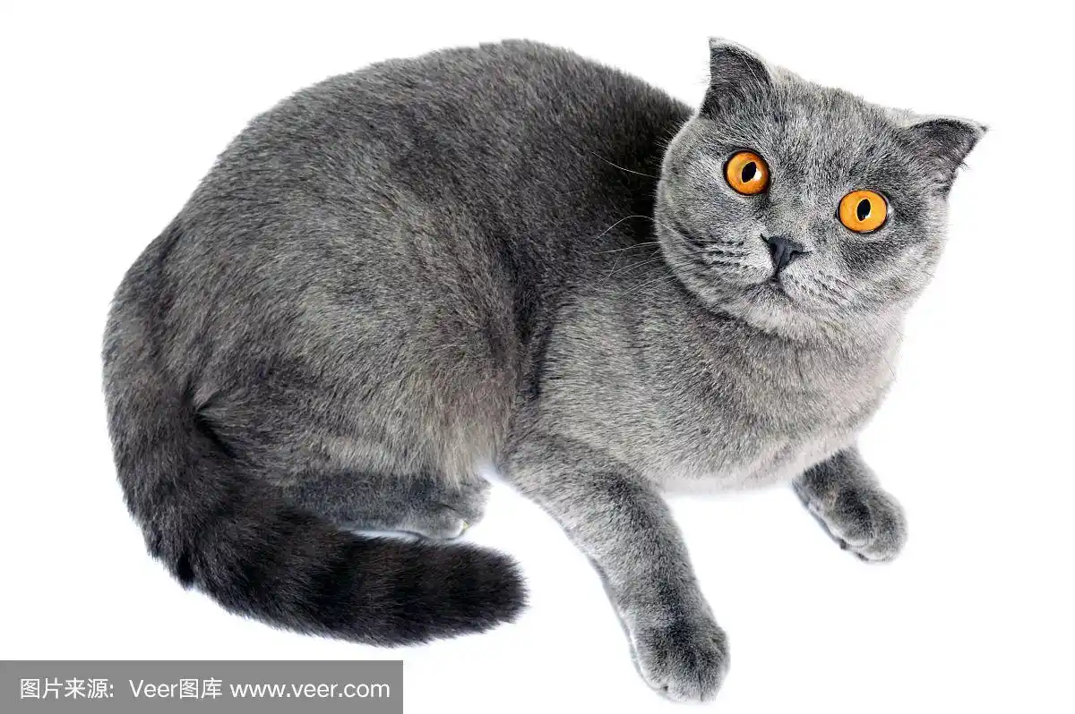 看,猫,灰色,苏格兰折耳猫,纯种犬