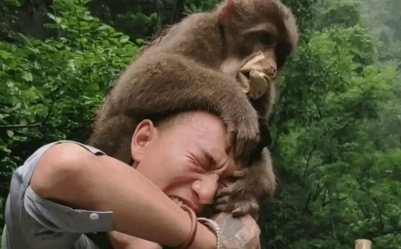 峨眉山人猴大战频发为何游客频繁被猴子攻击还不敢反击