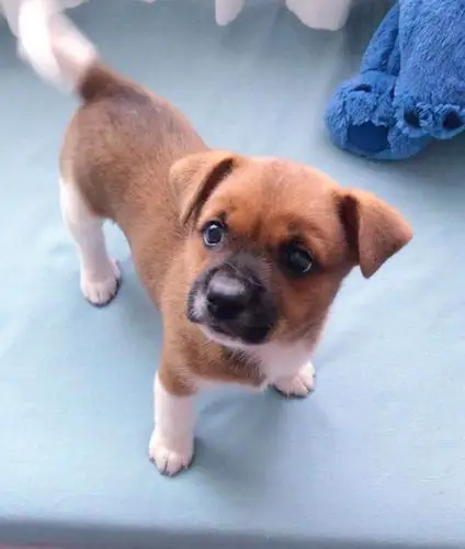 超萌短腿小奶狗找领养