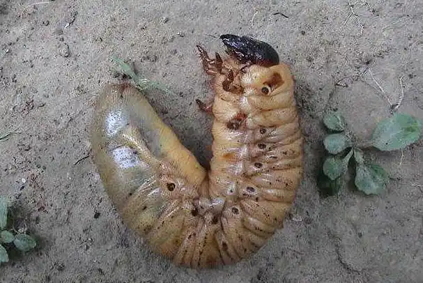 巨型远古昆虫的体型巨大原因,巨型远古昆虫的体型巨大