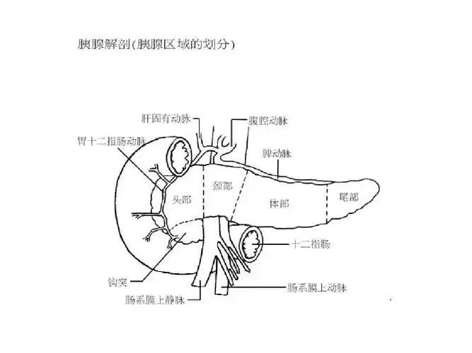 胰腺b超解剖[1]ppt_word文档在线阅读与下载_无忧文档