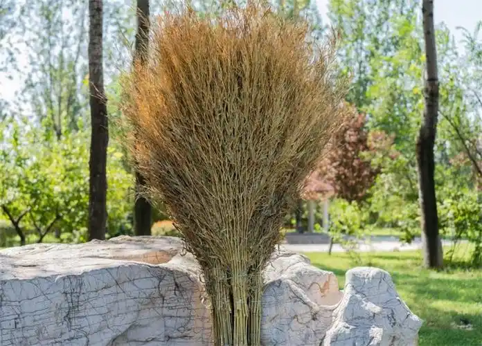 大扫把竹扫帚扫地马路扫院子的塑料丝庭院家用单个笤帚长扫室外家居