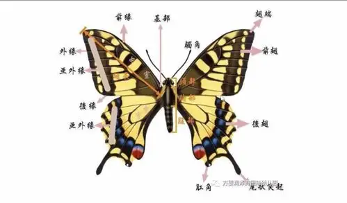 携手,抗击疫情在一起】第十六期:中二班居家活动美工篇"美丽的花蝴蝶"