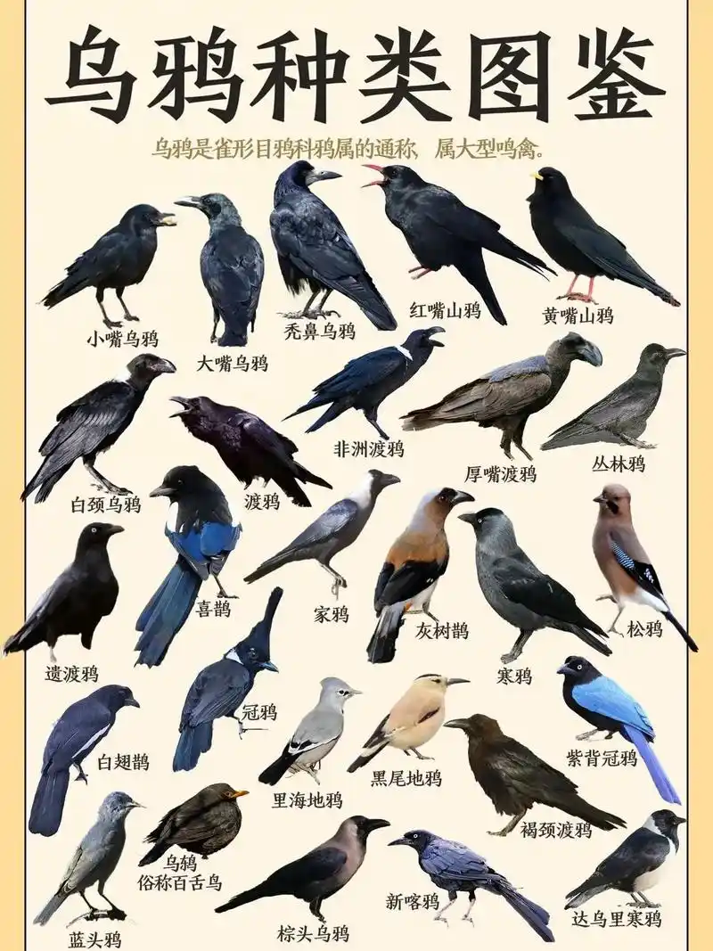 乌鸦是雀形目鸦科鸦属中数种黑色鸟类的俗称.乌鸦的品 - 抖音