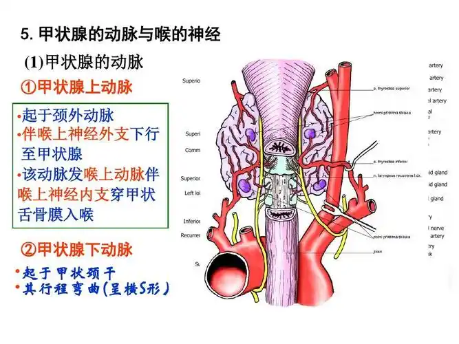 (1)甲状腺的动脉 ①甲状腺上动脉  起于颈外动脉  伴喉上神经外支下行