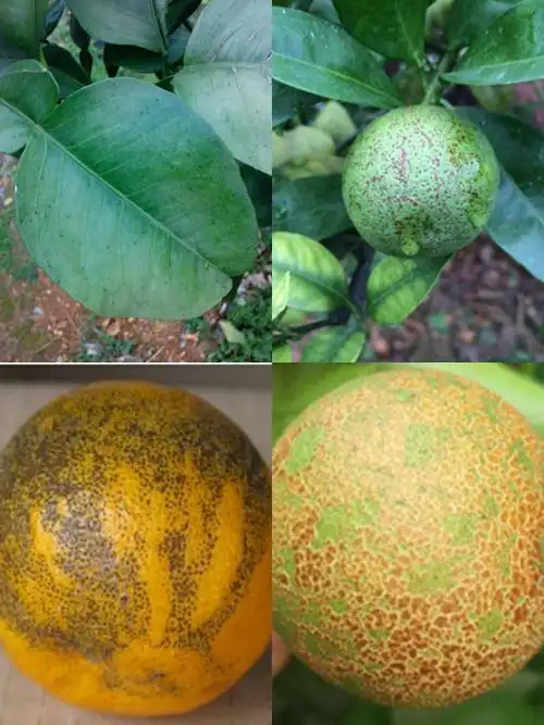 柑橘砂皮病难以防治?酷靓让李大哥不再摇头叹息