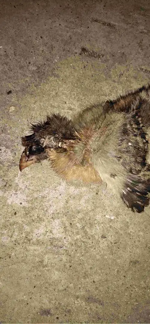 小鸡死了眼睛往外鼓像金鱼眼睛那么大怎么回事刚做完疫苗的小鸡