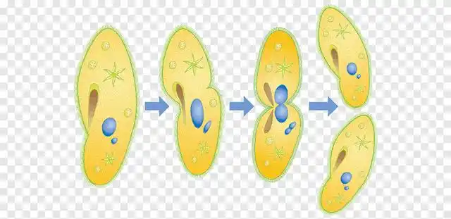 图为:草履虫的无性生殖