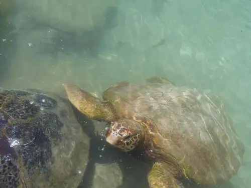 首页 图片大全 海洋里的海龟 > || 更新时间:2019-07-31 颜色分 灰色