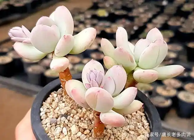 多肉三日月美人天生体态婀娜,秋冬季节出状态之后更显通透粉嫩