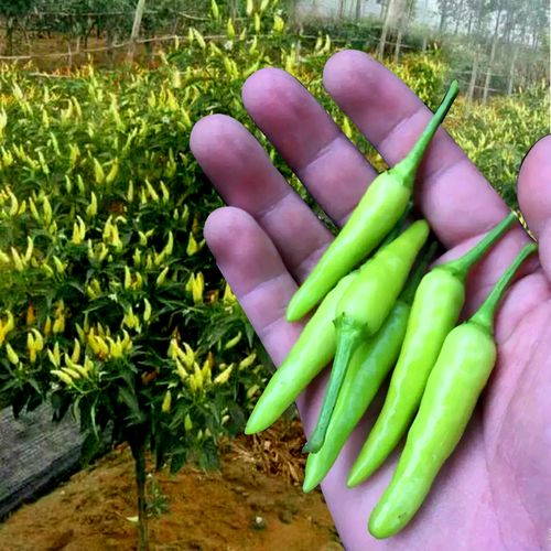 小米椒种子 朝天椒 泡椒 小白米椒种籽尖椒四季露天 白玉小米椒