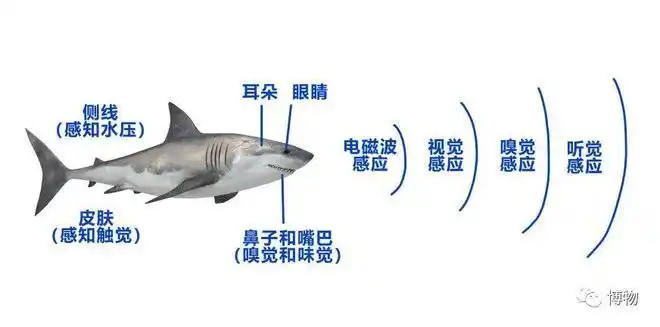 鲨鱼能闻到几公里外的一滴血有多少人被吓出过心理阴影