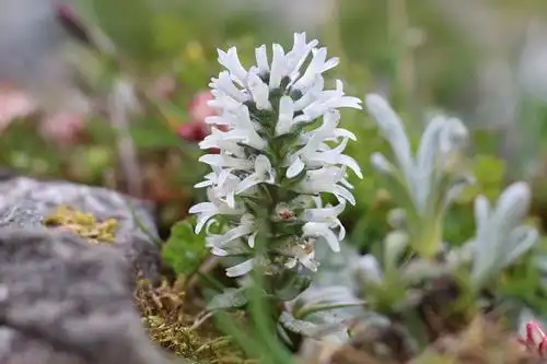 玄参科 短筒兔耳草 lagotis brevituba