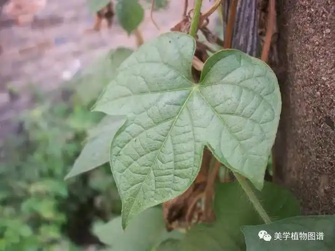 小植图谱牵牛花最近过的不好不要叫我夕颜和入侵物种了