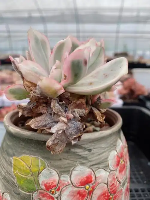 到底什么是多肉烟煤病71