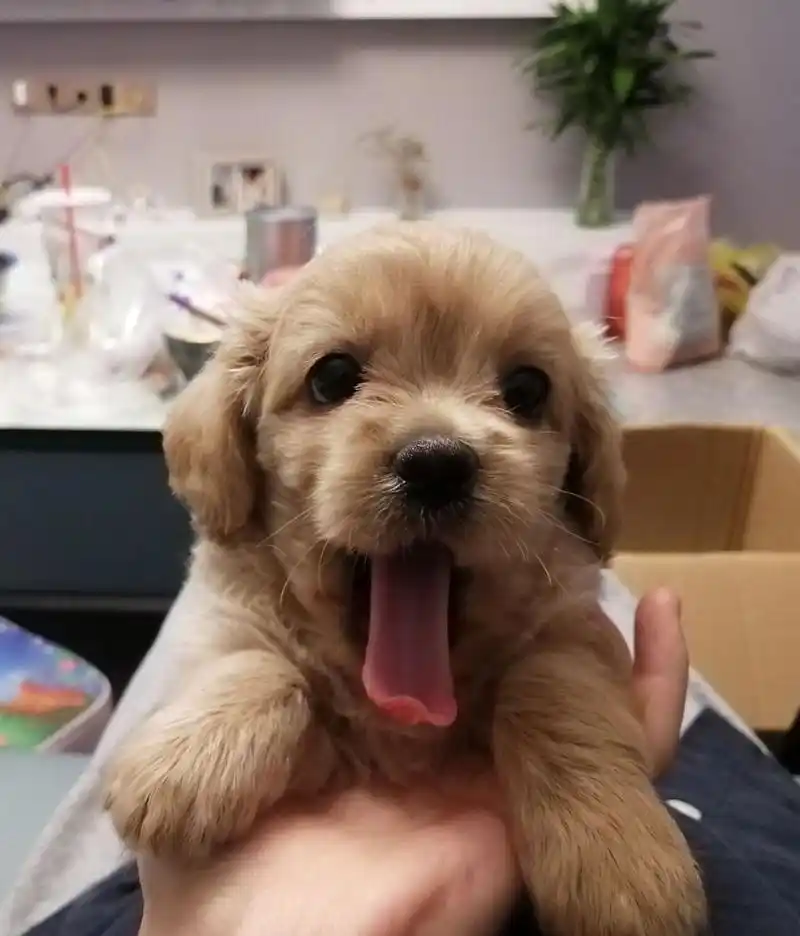 泰迪和比熊的串串 酷似小金毛 我们叫它毛线 一个半月的毛线已经学会