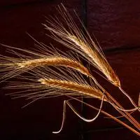 金黄的麦穗图片最喜欢麦浪了好看的头像图片唯美