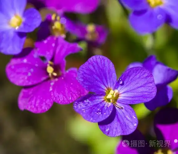 晴天温室里美丽的紫罗兰花