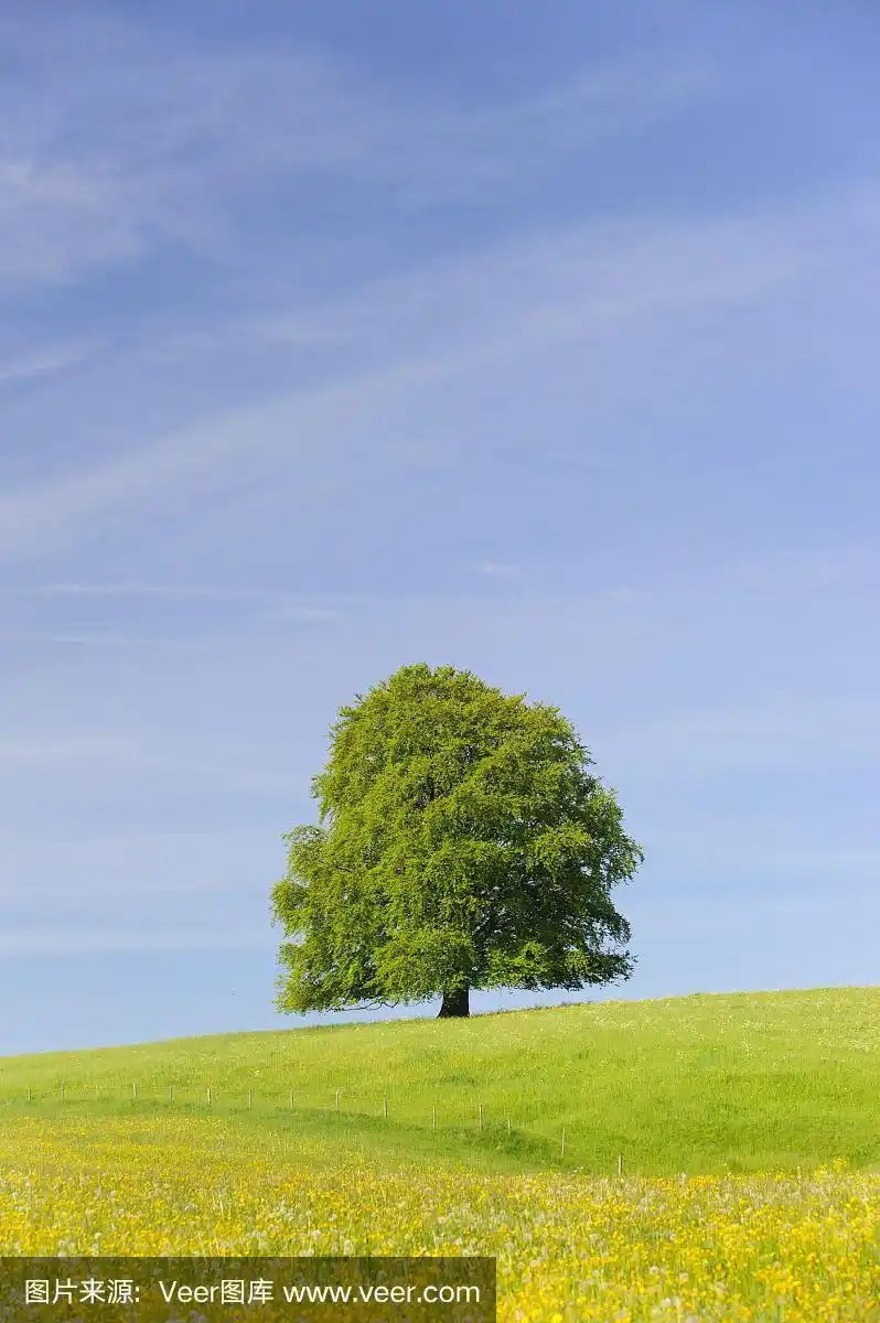 完美的单一山毛榉树在草地在春天
