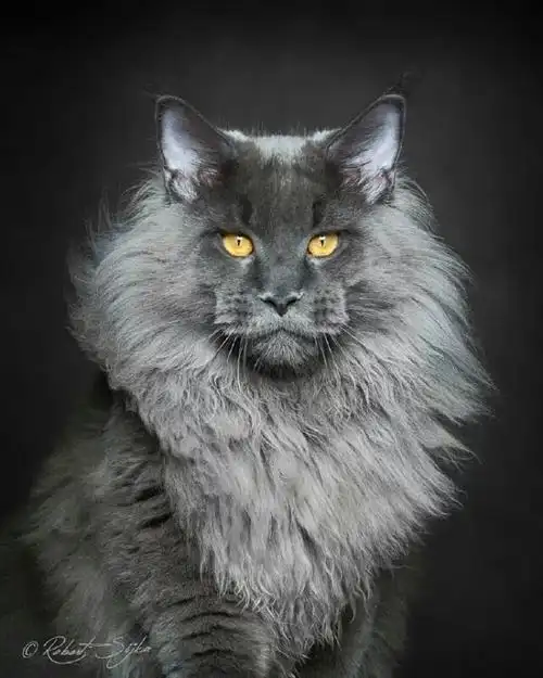 的最霸气的喵星人了摄影师 robert sijka 镜头下的缅因库恩猫(maine