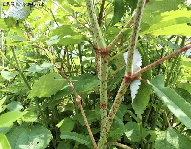 老人叫它"痛风克星",曾在田里泛滥生长,如今却少见,你见过吗_植物