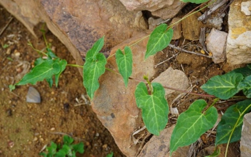 一种农村千年草寿命长价值高