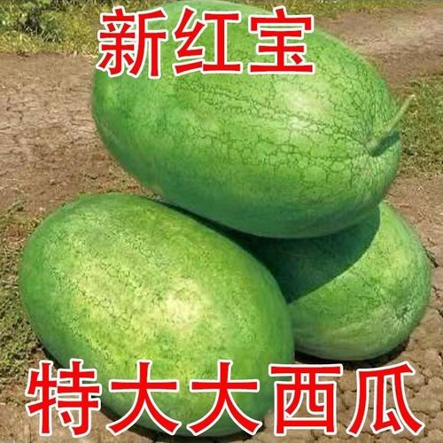 新红宝西瓜种子新抗病西瓜种子特大巨型西瓜家庭菜园庭院西瓜种子