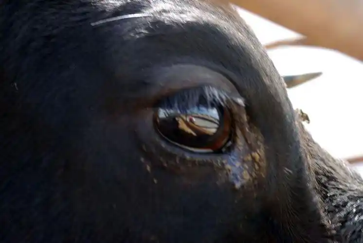 原创:牛眼观景 - 时代顽童的日志 - 网易博客