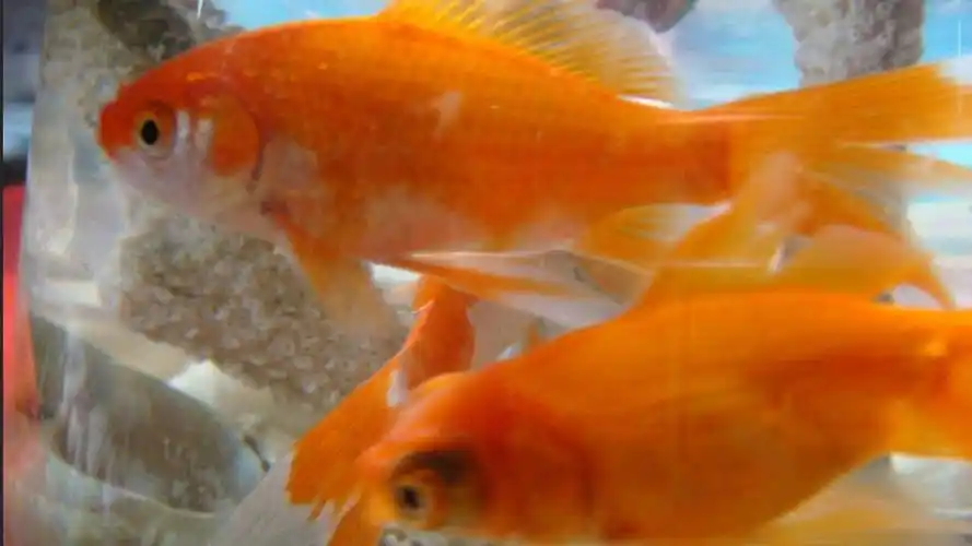 红金鱼怀孕大图册