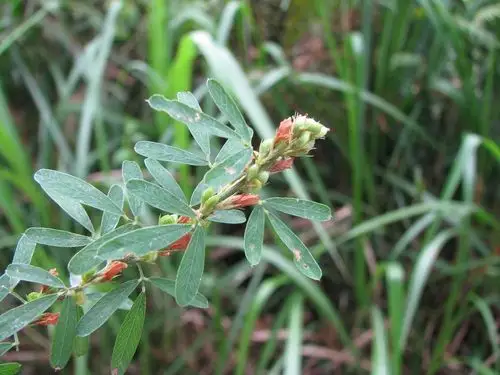 胡枝子 胡枝子(拉丁学名:lespedeza bicolor turcz.