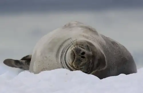 〈南极行〉漫记(邂逅海豹)