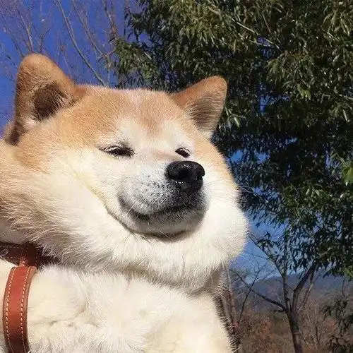 狗狗头像|拥有一只狗子的幸福